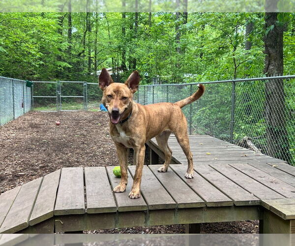 Medium Photo #23 Mutt Puppy For Sale in Ellijay, GA, USA