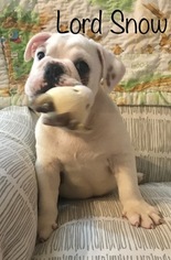English Bulldogge Puppy for sale in ALBRIGHT, WV, USA