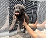 Small Photo #14 German Shepherd Dog Puppy For Sale in MIAMI BEACH, FL, USA