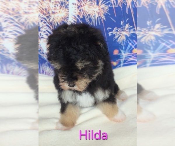 Medium Photo #3 Australian Shepherd-Poodle (Toy) Mix Puppy For Sale in AZLE, TX, USA