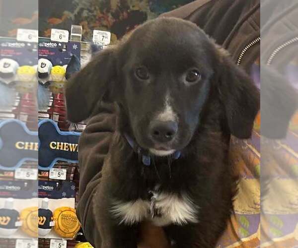 Medium Photo #1 Golden Labrador Puppy For Sale in Palatine/Kildeer/Buffalo grove, IL, USA