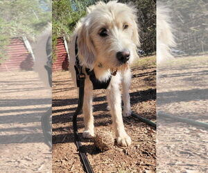 Goldendoodle Dogs for adoption in Arlington, VA, USA