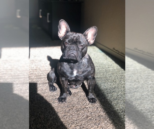 Medium Photo #1 French Bulldog Puppy For Sale in GREEN VALLEY, NV, USA