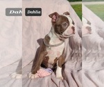 Small Photo #12 Boston Terrier Puppy For Sale in POMEROY, OH, USA