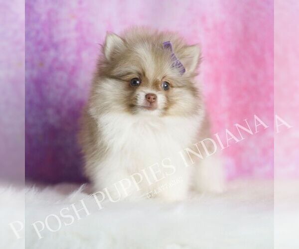 Medium Photo #40 Pomeranian Puppy For Sale in WARSAW, IN, USA