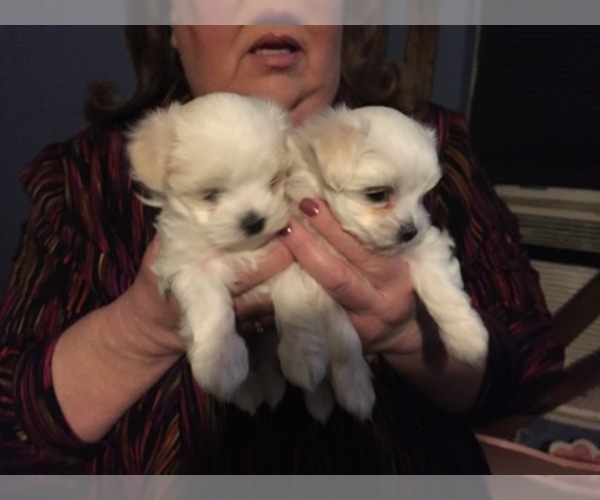 Medium Photo #74 Maltese Puppy For Sale in BRKN ARW, OK, USA