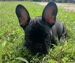 Puppy Domino French Bulldog