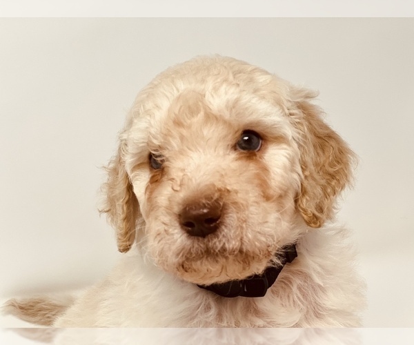 Medium Photo #6 Goldendoodle Puppy For Sale in WEST LINN, OR, USA