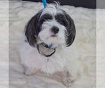 Small #4 Shih Tzu Mix