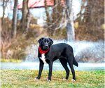 Small Photo #3 Labrador Retriever-Retriever  Mix Puppy For Sale in Unionville, PA, USA