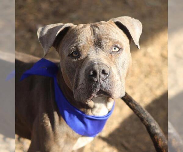 Medium Photo #1 American Staffordshire Terrier Puppy For Sale in San Antonio, TX, USA