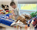 Small #21 American Pit Bull Terrier Mix