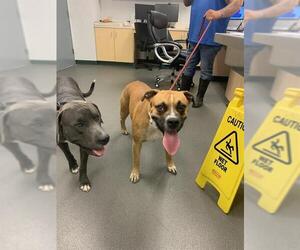 Bullboxer Pit Dogs for adoption in Corpus Christi, TX, USA