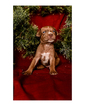 Small Photo #24 Australian Cattle Dog-Catahoula Leopard Dog Mix Puppy For Sale in WELLMAN, IA, USA