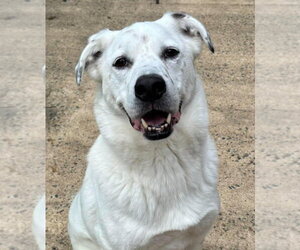 Labrador Retriever-Unknown Mix Dogs for adoption in Matawan, NJ, USA