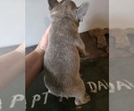 Small #1 French Bulldog