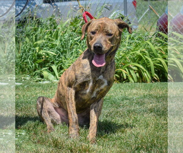 Medium Photo #3 Black Mouth Cur-Plott Hound Mix Puppy For Sale in Huntley, IL, USA