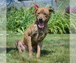 Small #2 Black Mouth Cur-Plott Hound Mix