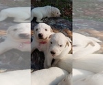 Small Photo #7 Golden Pyrenees-Great Pyrenees Mix Puppy For Sale in RAVENNA, MI, USA