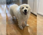 Small #2 Great Pyrenees