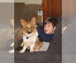 Small Photo #1 Pembroke Welsh Corgi Puppy For Sale in GOLDENDALE, WA, USA