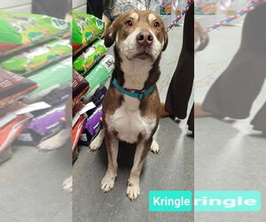 Kringle - Male Labrador Retriever-Unknown Mix Dog for Adoption - Photo #2