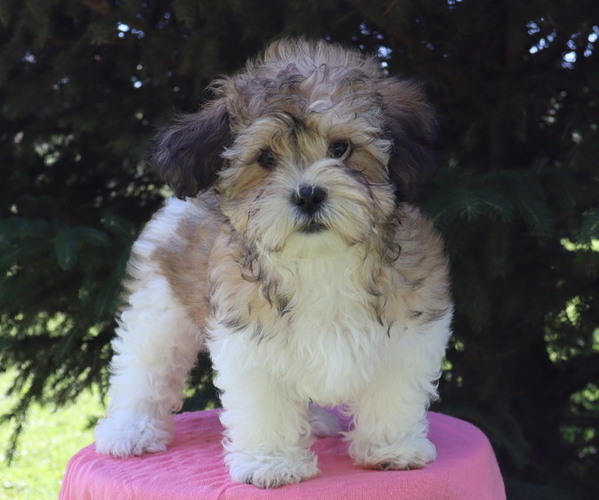 Medium Photo #3 Zuchon Puppy For Sale in THORP, WI, USA