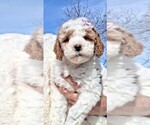 Puppy Rapunzel Goldendoodle (Miniature)