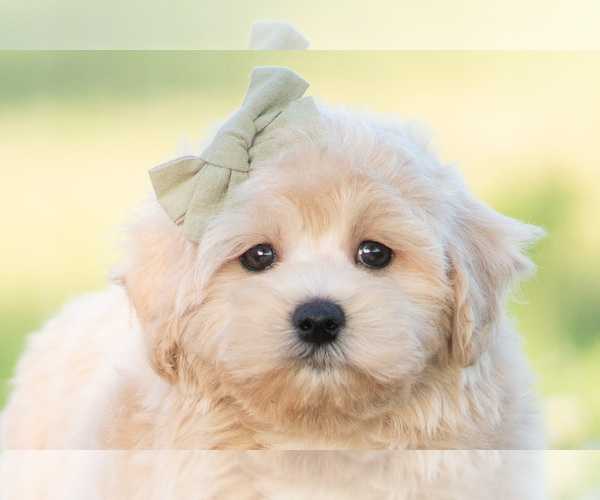 Medium Photo #36 Maltipoo (Miniature) Puppy For Sale in WARSAW, IN, USA
