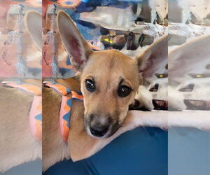 Chihuahua-German Shepherd Dog Mix Dogs for adoption in SHERBURNE, NY, USA