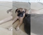 Small Photo #4 French Bulldog Puppy For Sale in LAKELAND, FL, USA
