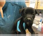 Small Mutt