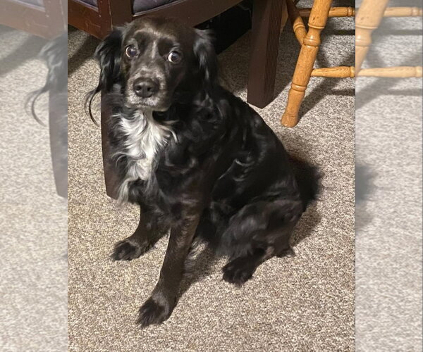 Medium Photo #5 Colonial Cocker Spaniel Puppy For Sale in Escondido, CA, USA