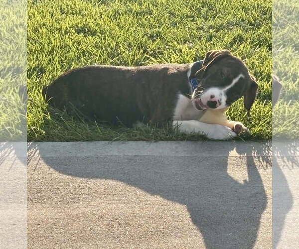 Medium Photo #4 Boglen Terrier Puppy For Sale in Omaha, NE, USA