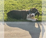 Small #3 Boglen Terrier