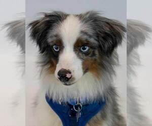 Australian Shepherd Dogs for adoption in Kennesaw, GA, USA