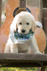 Labradoodle Puppy for sale in SAN ANTONIO, TX, USA