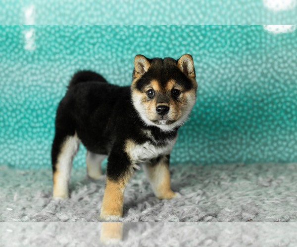 Medium Photo #1 Shiba Inu Puppy For Sale in MILLERSBURG, IN, USA