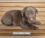 Small Photo #19 Labrador Retriever Puppy For Sale in EDGEWOOD, TX, USA