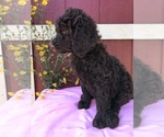 Small Photo #4 Labradoodle Puppy For Sale in WESTMINSTER, SC, USA