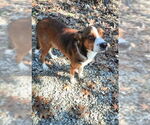 Small #4 Beagle Mix
