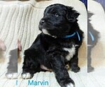 Small Photo #3 Aussiedoodle Puppy For Sale in MARION, TX, USA