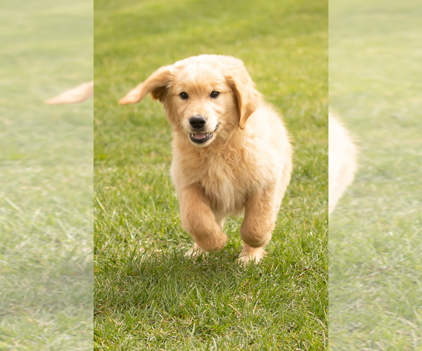 Medium Photo #2 Golden Retriever Puppy For Sale in WOLCOTTVILLE, IN, USA