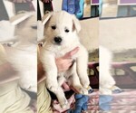 Small Photo #9 German Shepherd Dog Puppy For Sale in CECILIA, KY, USA