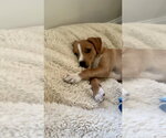 Small #3 Chihuahua Mix