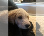 Small Photo #31 Goldendoodle Puppy For Sale in LITTLE FLOCK, AR, USA