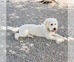 Small Photo #1 Goldendoodle Puppy For Sale in LITTLE ROCK, AR, USA