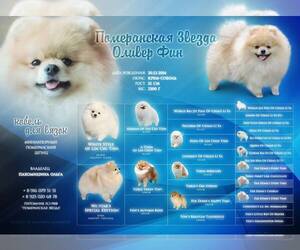 Father of the Pomeranian puppies born on 05/04/2022