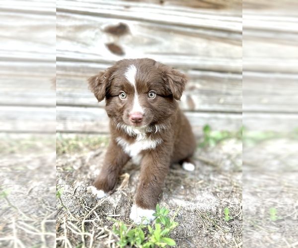 Medium Photo #1 Australian Shepherd Puppy For Sale in ORLANDO, FL, USA