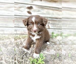 Australian Shepherd Puppy for Sale in ORLANDO, Florida USA